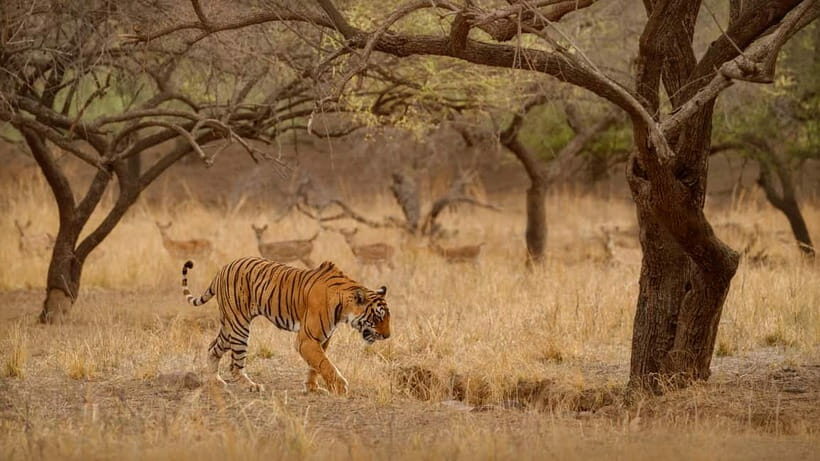 Ranthambore National Park: Safari Ticket with Pickup Option - Who Should Consider This Safari?
