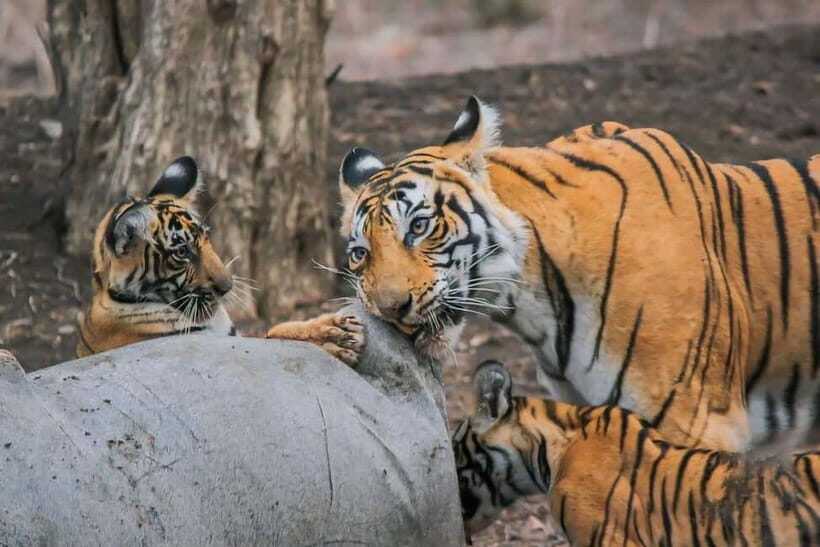 Ranthambore: Skip-the-Line Tiger Safari in Sharing Canter - Who Should Book This Tour?