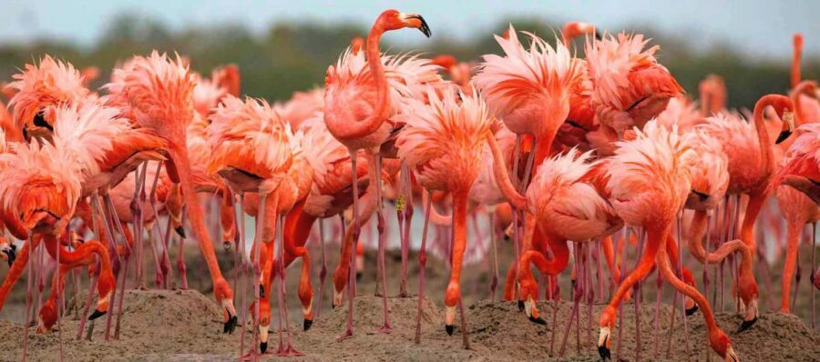 Rio Lagartos and Las Coloradas: EcoSafari Flamingo Luxury - What’s Included & What’s Not