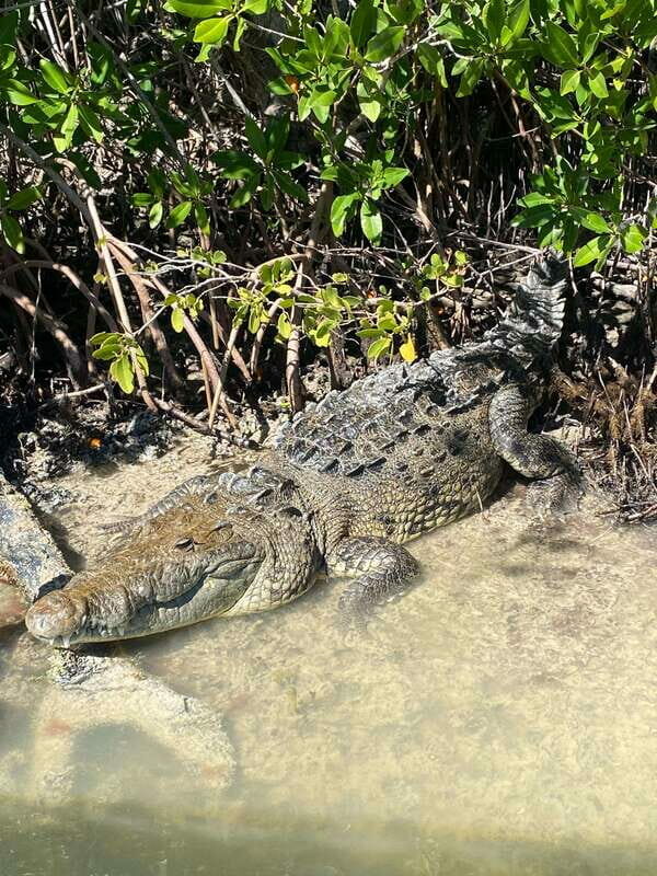 Rio Lagartos Expedition: boat journey through the mangrove - Introduction: A Natural Escape with Expert Guides