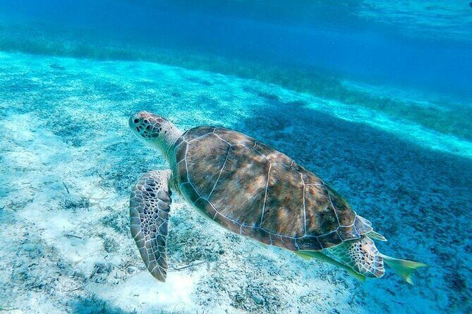 Rose Island Swimming Pigs & Beach Snorkeling Experience Nassau. - The Itinerary Breakdown