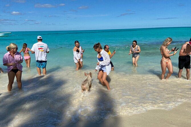 Rose Island Swimming Pigs - The Journey: A Deep Dive into the Experience