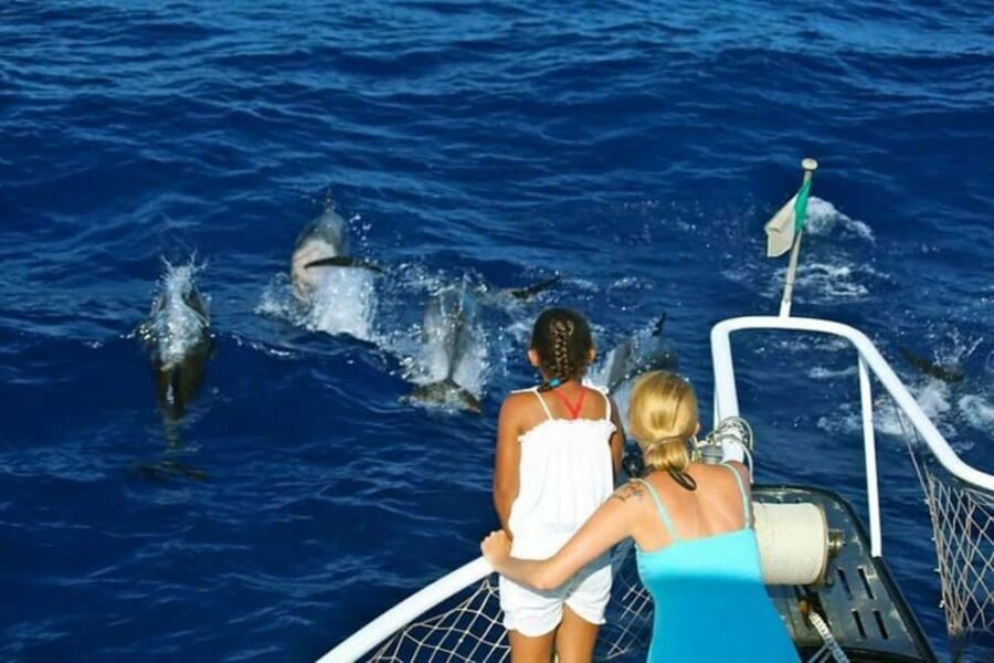 Roseau: Guided Dolphin and Whale Watching Tour With Drinks - Why This Tour Works Well