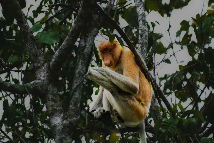 Sabah: Mangrove Fireflies, and Sky Mirror Dream Beach Tour - The Sum Up: Who Should Consider This Tour?