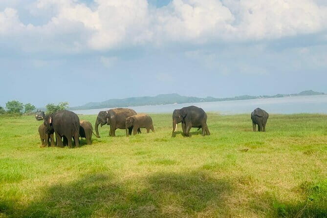 Safari Adventure in Minneriya national Park Sri Lanka - Who Should Book This Experience?