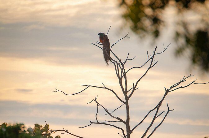 Safari tours in Udawalawa - The Value of the Tour: Price, Duration, and Authentic Experiences