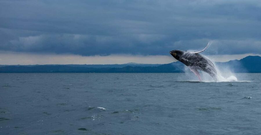 Samaná: Whale Watching Tour with Snacks - The Highlights and Why They Matter