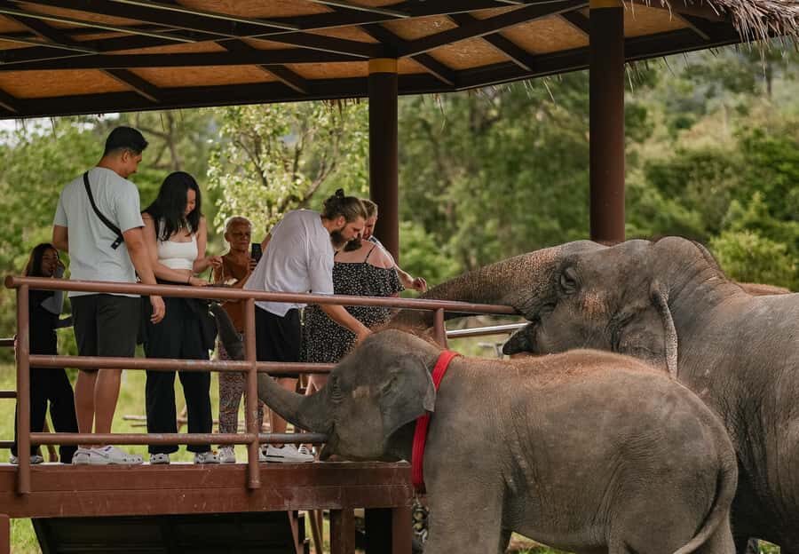 Samui: Ethical Elephants Sanctuary and Coconut Experience - Transportation, Duration, and Value