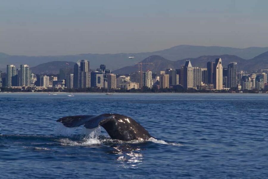 San Diego: Whale Watching Cruise on the Yacht America - Setting Off from Shelter Island