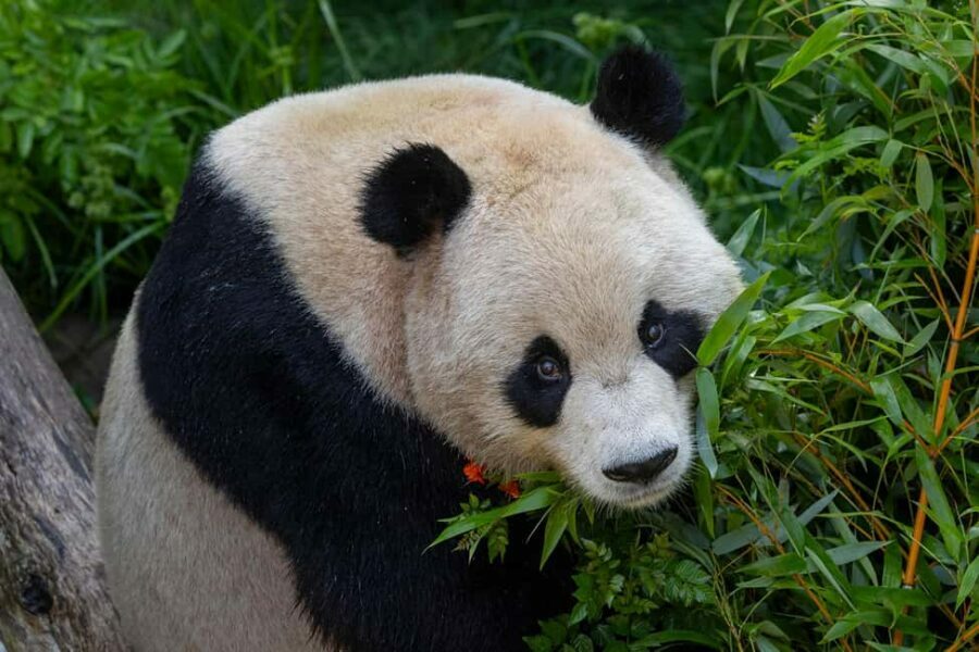 San Diego Zoo Admission Ticket - A Closer Look at What You Can Expect