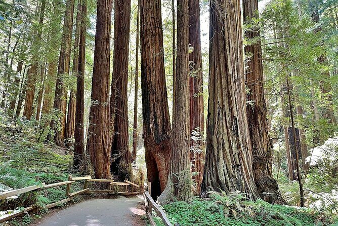 San Francisco, Redwoods & Sausalito: A Scenic Small-Group Escape - The Authentic Touch