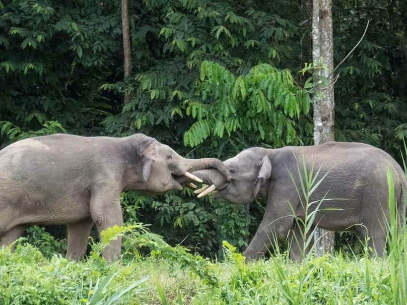 Sandakan: 3D2N The Wild Heart of Borneo River Secrets - An Overview of the Experience