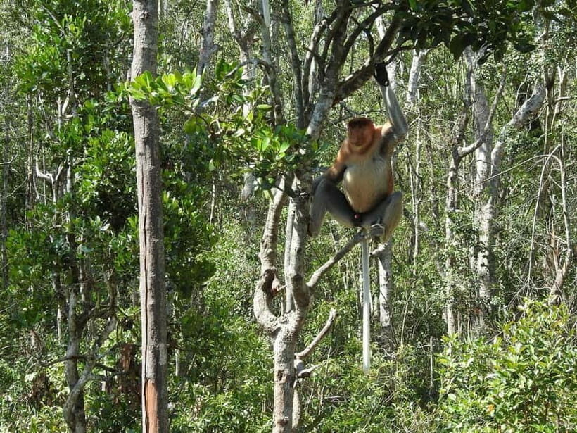 Sandakan: Kinabatangan River Wildlife Cruise with Lunch - Introduction: Is the Kinabatangan River Wildlife Cruise Right for You?