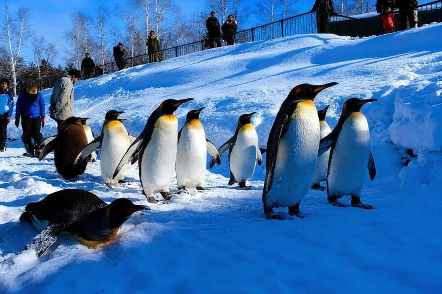 Sapporo: Asahiyama Zoo and Ningle Terrace Trip /w Pickup - Practical Considerations and Value