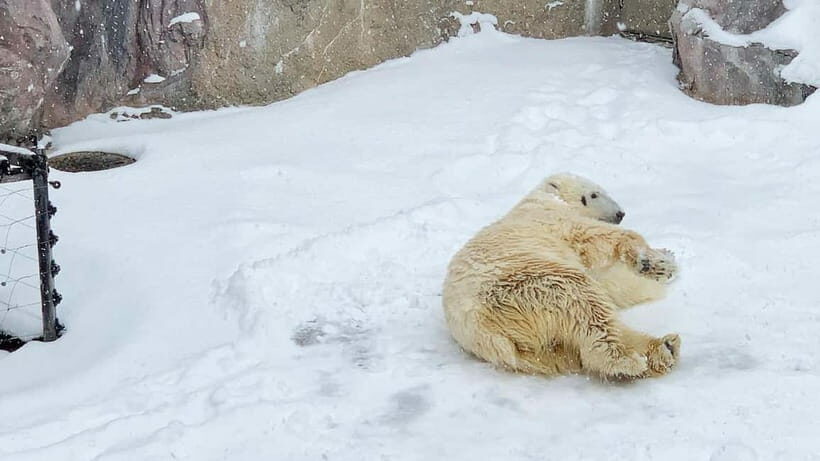 Sapporo Winter : Asahiyama Zoo (Penguin Fun & Snowmobile) - What Makes This Tour Stand Out?