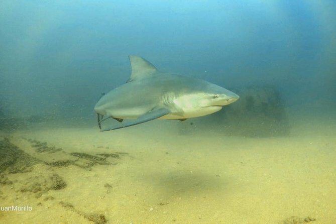 Scuba Diving adventure Cabo pulmo - A Closer Look at the Cabo Pulmo Experience