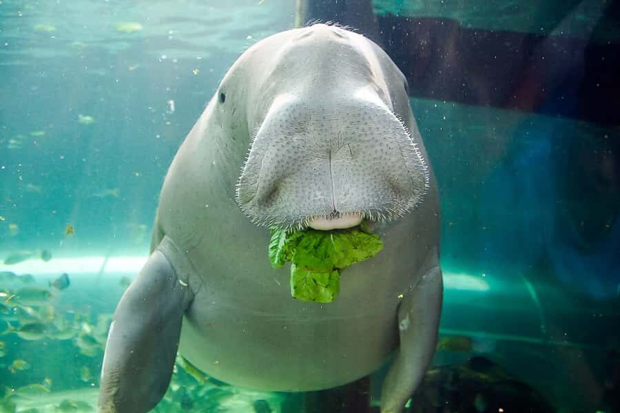 SEA LIFE Sydney Aquarium Entry Ticket - An In-Depth Look at the Aquarium Experience