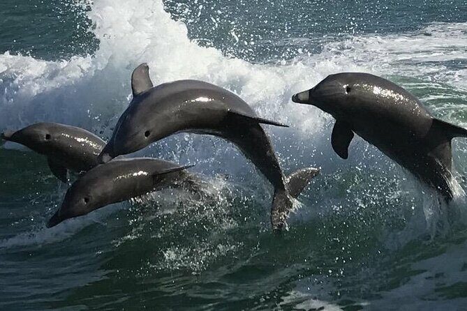 Sea Screamer Clearwater's Only Speed Boat Dolphin Watching - The Experience on Board