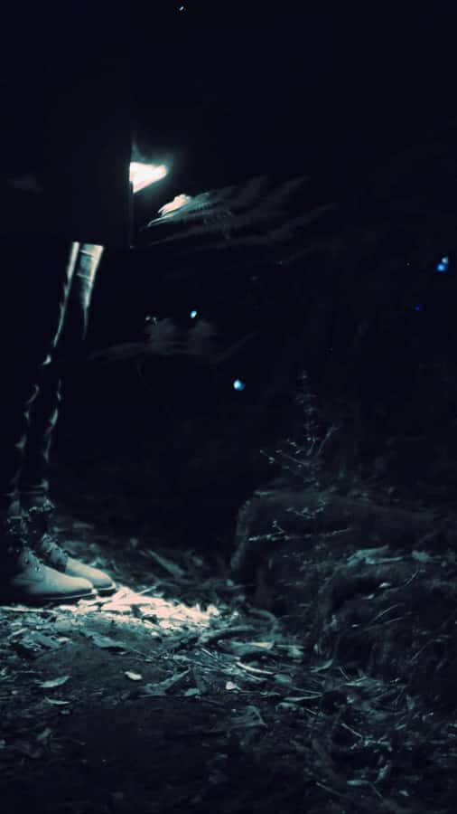 See Auckland's Secret Glow Worms - What to Expect on the Tour