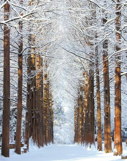 Seoul: Eobi Valley(Winter), Strawberry, Nami Island and Bike - Analyzing the Value