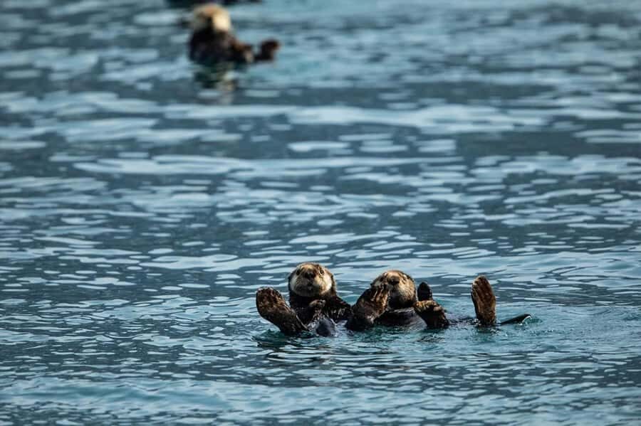 Seward: Full-Day Northwestern Fjord Glacier & Wildlife Tour - The Itinerary and What Makes It Special
