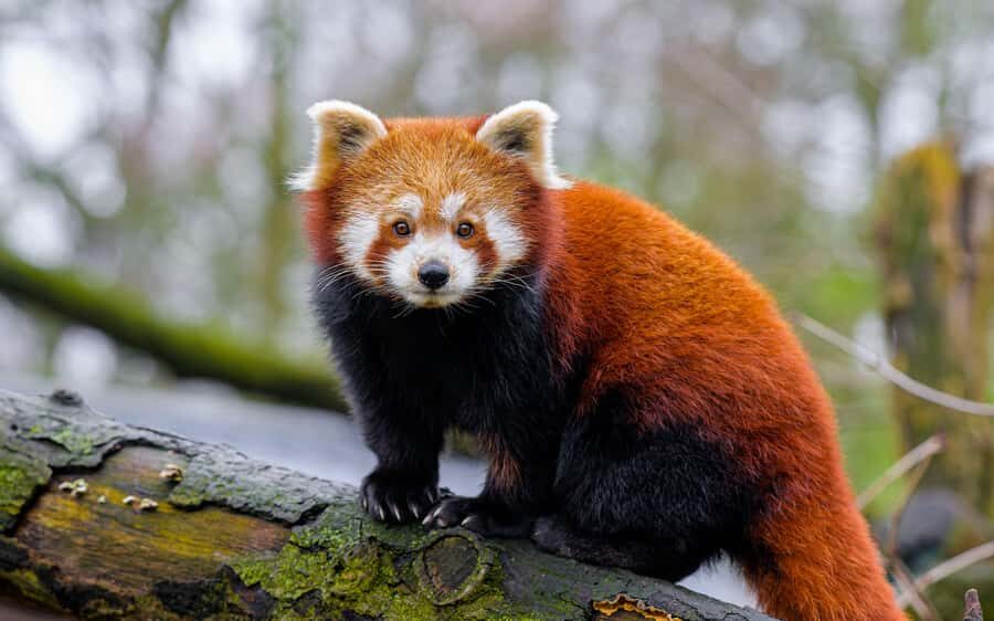 Shanghai: Shanghai Zoo Entry Ticket with Pandas - Who Will Love This Tour?