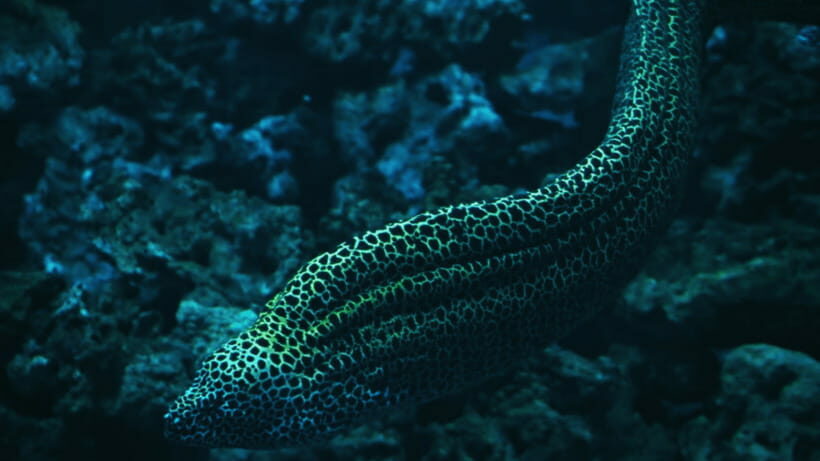 Shanghai: The Marine Wonders at Shanghai Ocean Aquarium - The Sum Up