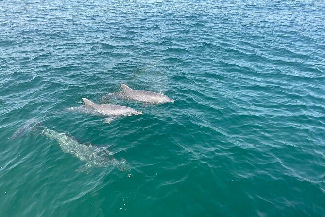 Shell Island Dolphin and Snorkel Boat Tour - Authentic Experiences & Real Traveler Insights