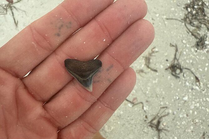Shell Key Shelling Tour Discover Unique Treasures - St. Pete, FL - Practical Tips and Considerations for Travelers