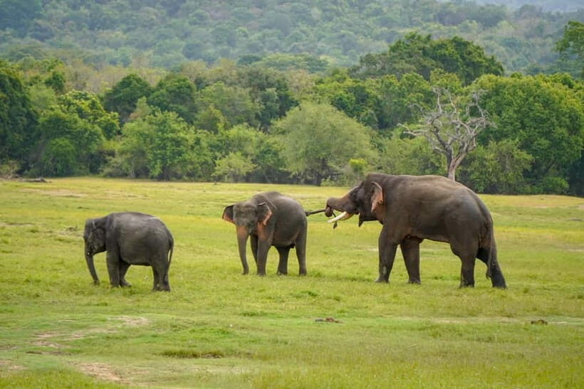 Sigiriya Lion Rock Hike & Minneriya National Park Safari - What to Expect from the Experience