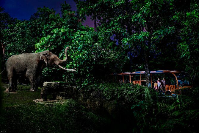 Singapore Night Safari Ticket Experience - The Realities of Animal Sightings