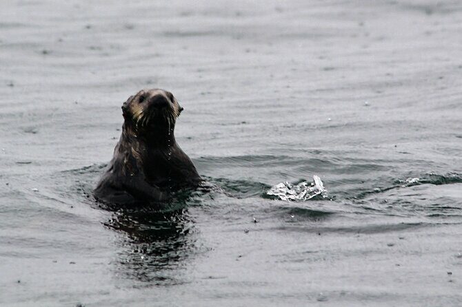 Sitka Sound Marine Wildlife Tour - Final Thoughts: Why Choose This Experience?