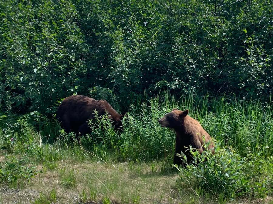 Skagway City & Mountain Summit Tour - Who Will Enjoy This Tour Most?