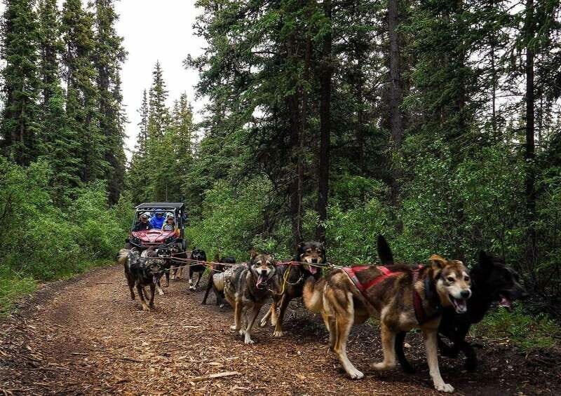 Skagway: Yukon Dog Mushing & Sightseeing Tour - Exploring the Tour in Detail