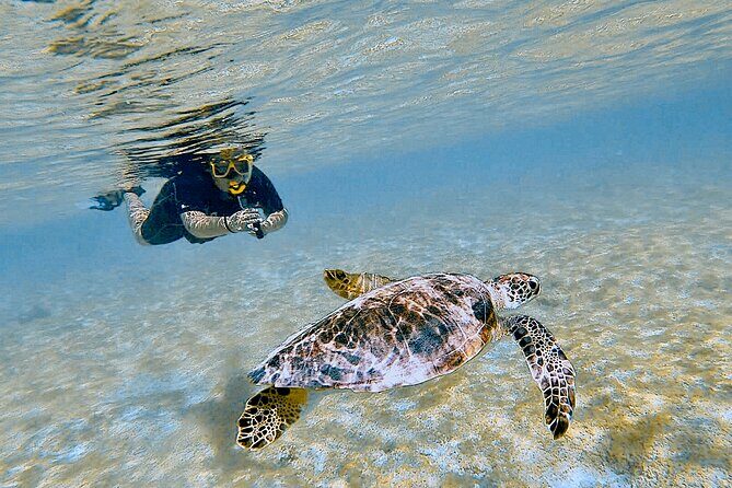 Snorkel with Turtles & see the Flamingos - Potential Drawbacks and Considerations