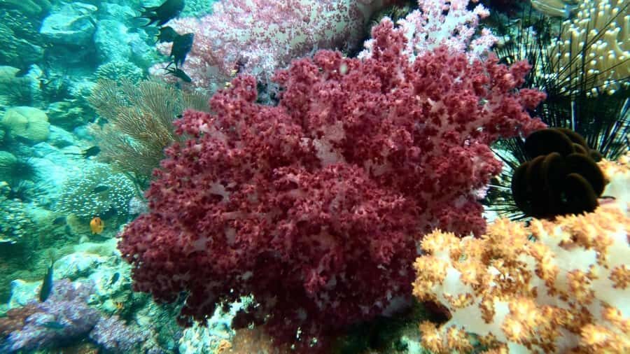 Snorkeling program 1 private boat lunch included - Practical Details & What to Expect