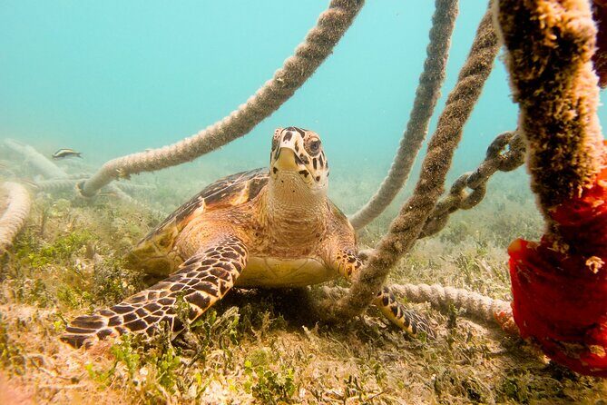 Snorkeling with Sea Turtles at St. Thomas - Post-Snorkel Beach Time