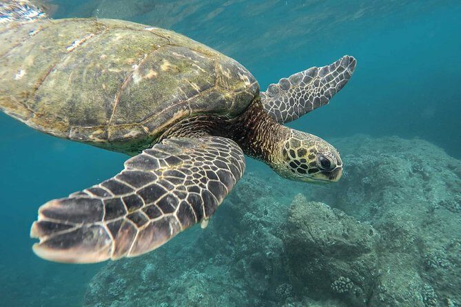 Snorkeling with Turtles in Mirissa - Pricing and Value