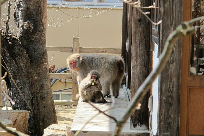 Snow Monkey & Shibu Onsen Private Tour (Nagano, Myoko, Madarao) - Practical Considerations and Value
