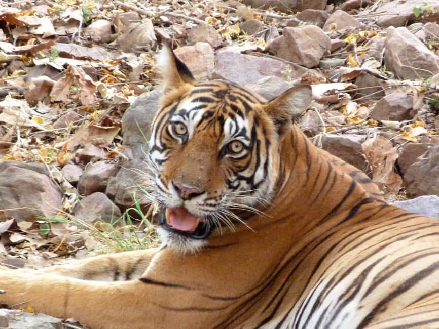 Spot Tigers and other wild of Ranthambore on a Day-Same Tour - Final Thoughts