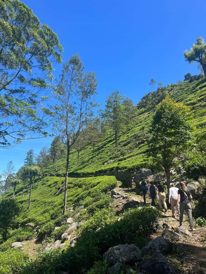 Sri Lanka: Ceylon Royal Tea Trails Trekking Tour - Who Will Love This Tour?