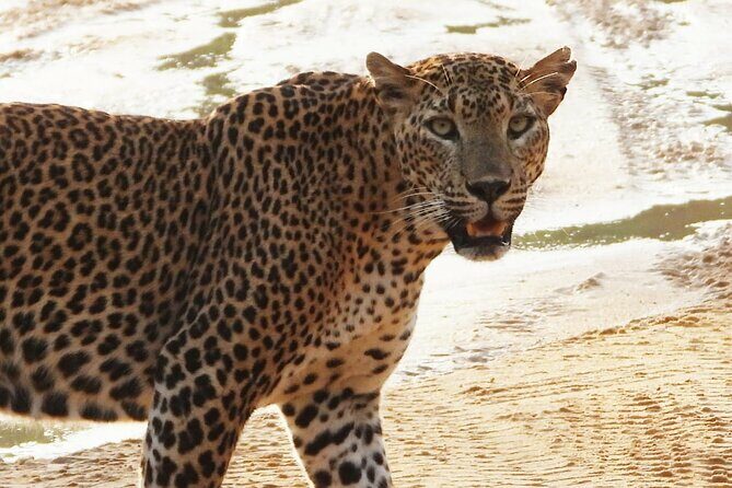 Sri Lanka Yala National Park Wildlife Private Tour - The Itinerary: What to Expect
