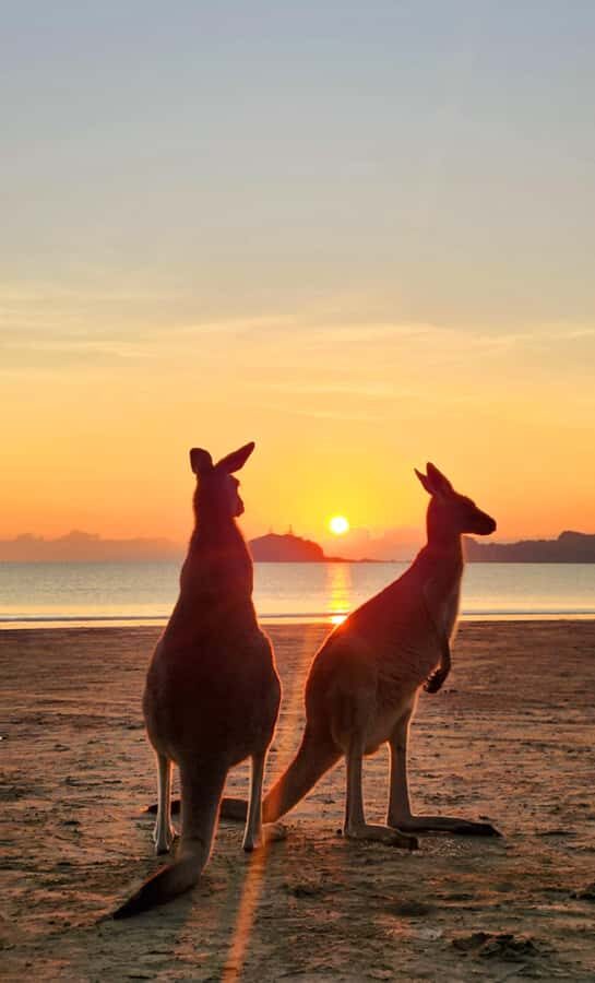 Sunrise with the Kangaroos & Wallabies - Airlie Beach - Watching the Sunrise and Meeting Wildlife