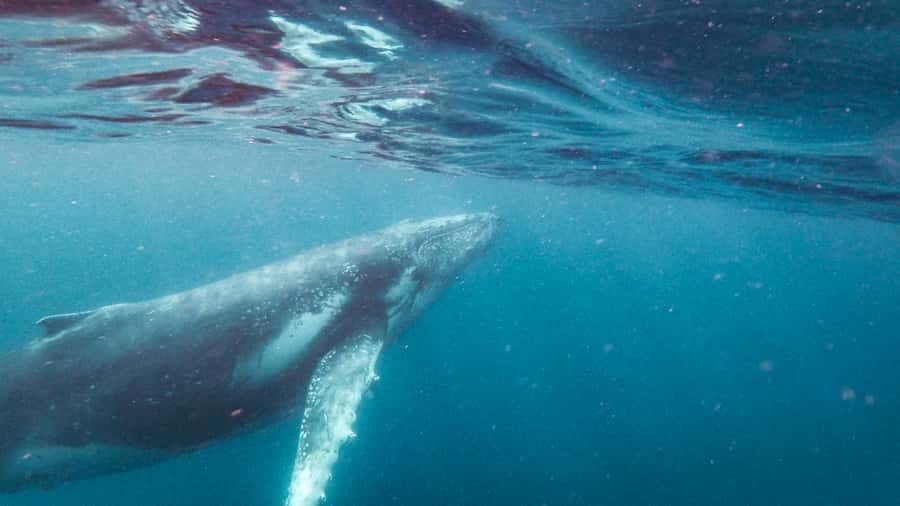 Sunshine Coast: Humpback Whale Cruise And Swim - A Close Look at the Sunshine Coast Whale Cruise and Swim