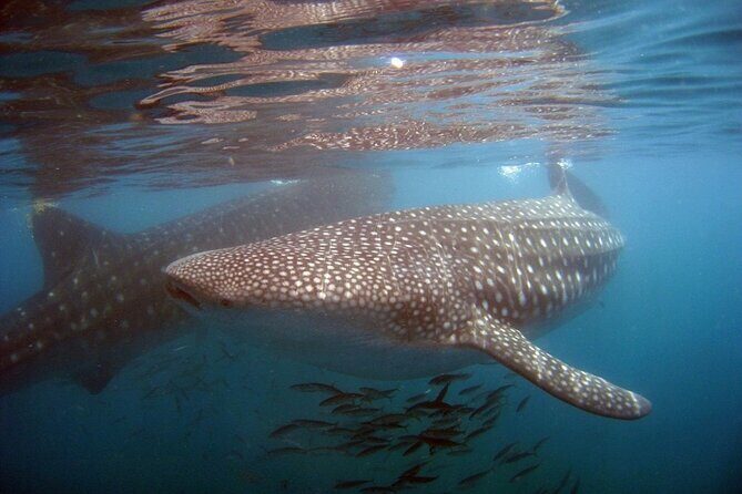 Swim with the giant of the sea The whale shark - The Price: A Fair Investment for a Once-in-a-Lifetime Experience