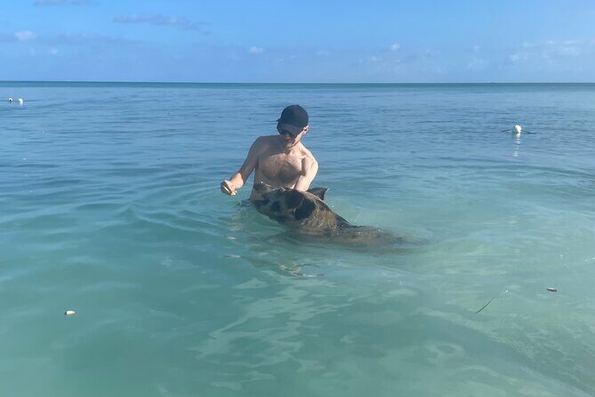 Swim with the Pigs Freeport @Creative Eco Adventures - What Do the Reviews Say?