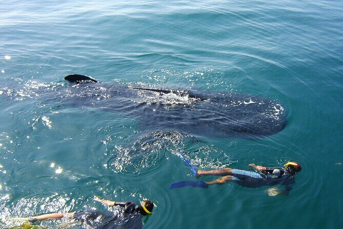 Swim with the Whale Shark on Holbox Island - Who Should Consider This Tour?
