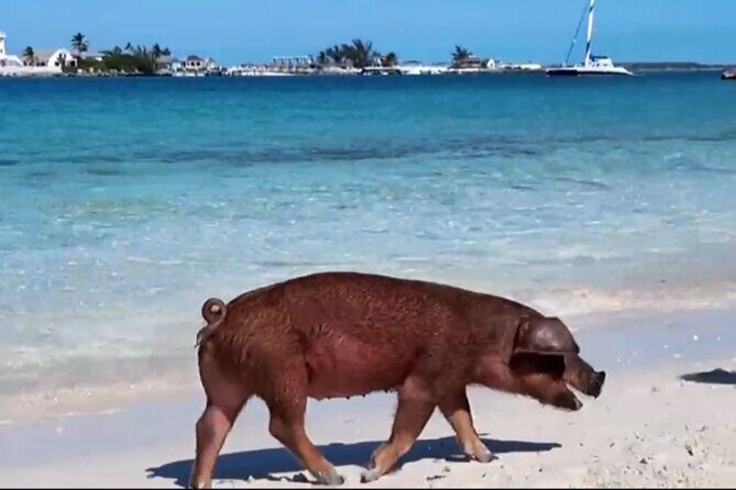 Swimming Pigs, Snorkeling and Beach Tour in Nassau Bahamas - The Experience: What Guests Say