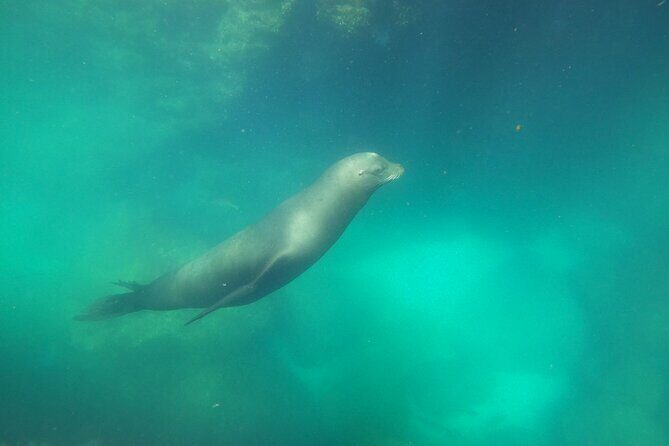 Swimming with sea lions in Isla Espiritu Santo, La Paz, Mexico - Practical Tips and Considerations