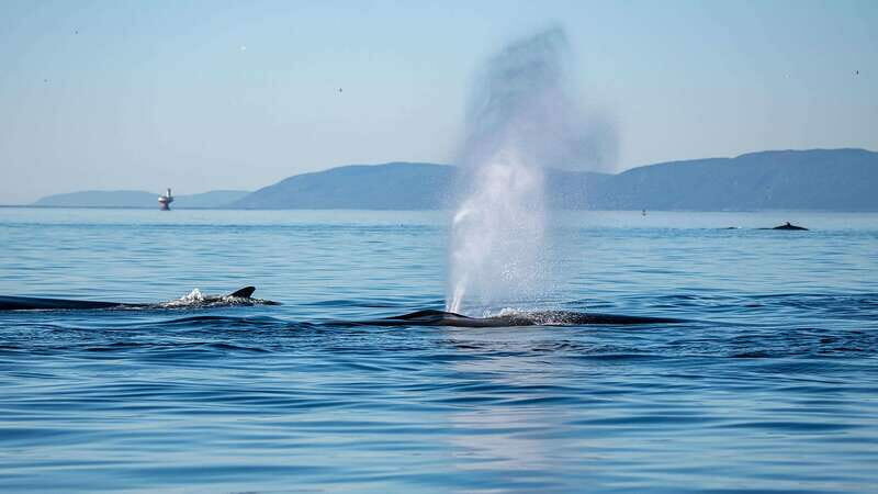Tadoussac/Charlevoix: Whale Watching Zodiac Tour - The Sum Up